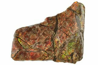 Fiery Red Ammolite (Fossil Ammonite Shell) - Alberta #236424