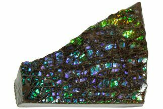 Iridescent Ammolite (Fossil Ammonite Shell) - Blues & Purples #236437