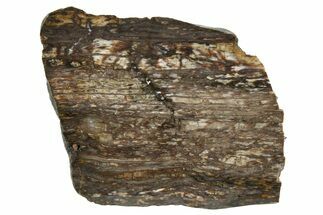 Polished Petrified Tropical Hardwood Slab - Texas #236517