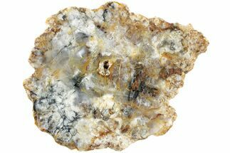 Polished Petrified Tropical Hardwood End-Cut - Texas #236494