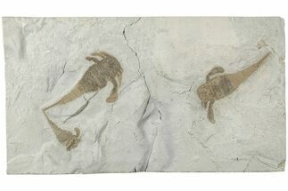 Three Sea Scorpion (Eurypterus) Fossils - New York #236954