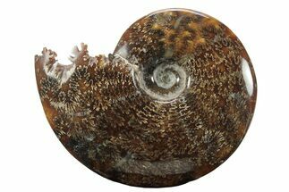 Polished Ammonite (Cleoniceras) Fossil - Madagascar #233505