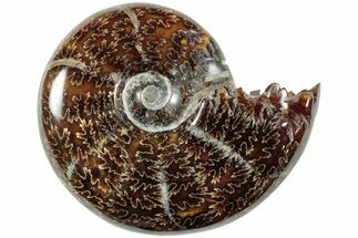 Polished Agatized Ammonite (Phylloceras?) Fossil - Madagascar #236617