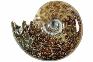 Polished Agatized Ammonite (Phylloceras?) Fossil - Madagascar #236624