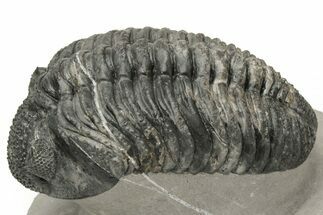 Large Phacopid (Drotops) Trilobite - Multi-Toned Shell Color #235808