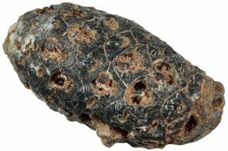 Fossil Seed Cone (Or Aggregate Fruit) - Morocco #234129
