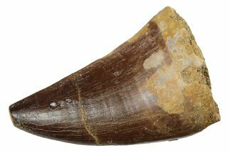 Fossil Mosasaur (Prognathodon) Tooth - Morocco #237145
