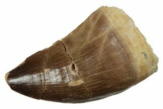 Fossil Mosasaur (Prognathodon) Tooth - Morocco #237151