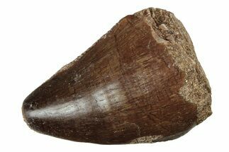 Fossil Mosasaur (Prognathodon) Tooth - Morocco #237152