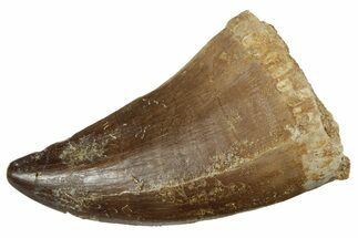 Fossil Mosasaur (Prognathodon) Tooth - Morocco #237170