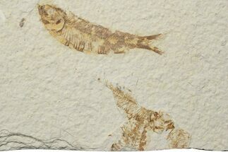 Fossil Fish (Knightia) - Green River Formation #237192