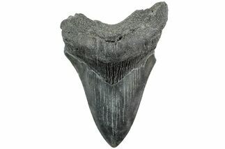Fossil Megalodon Tooth - South Carolina #235707