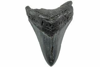 Fossil Megalodon Tooth - South Carolina #235713