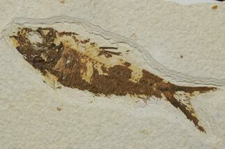 Fossil Fish (Knightia) - Green River Formation #237224