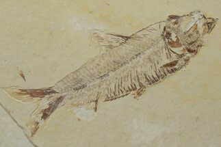 Fossil Fish (Knightia) - Green River Formation #237233