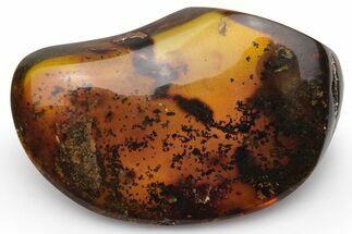 Polished Chiapas Amber ( g) - Mexico #237419