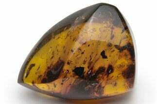 Polished Chiapas Amber ( grams) - Mexico #237442