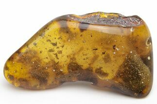 Polished Chiapas Amber ( grams) - Mexico #237404