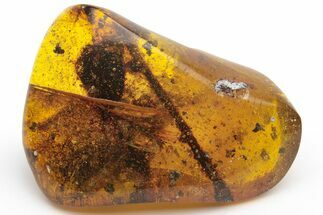 Polished Chiapas Amber ( grams) - Mexico #237410