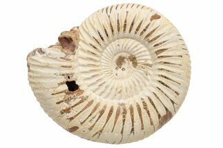 Polished Jurassic Ammonite (Perisphinctes) - Madagascar #237548