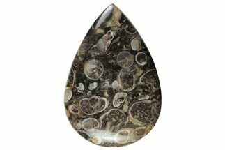 Polished Fossil Turritella Agate Cabochon - Wyoming #237338