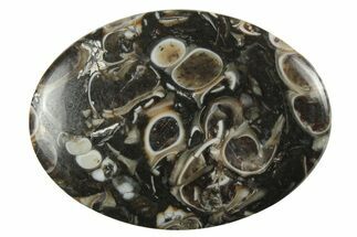 Polished Fossil Turritella Agate Cabochon - Wyoming #237339