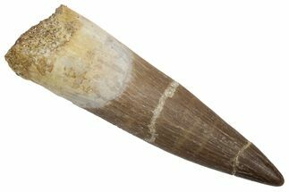 Fossil Plesiosaur (Zarafasaura) Tooth - Morocco #237567