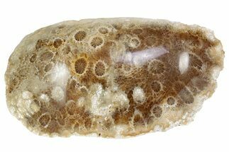 Polished Fossil Coral Head - Indonesia #237503