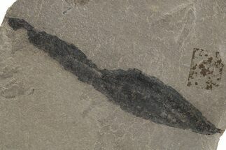Fossil Leaf - Green River Formation, Utah #237541