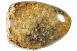 Polished Fossil Coral Head - Indonesia #237494