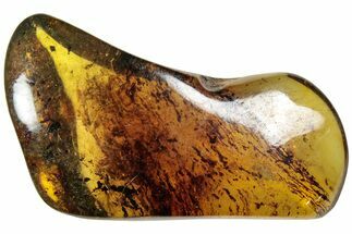 Polished Chiapas Amber ( grams) - Mexico #237453