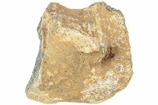 Fossil Dinosaur Bone Section - North Dakota #237667