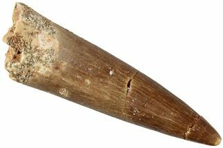 Fossil Plesiosaur (Zarafasaura) Tooth - Morocco #237588