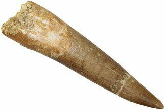 Fossil Plesiosaur (Zarafasaura) Tooth - Morocco #237589