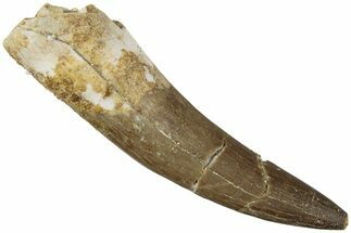 Fossil Plesiosaur (Zarafasaura) Tooth - Morocco #237600
