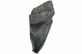 Partial, Fossil Megalodon Tooth - South Carolina #235932