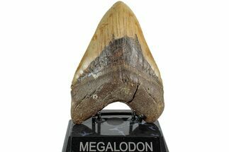 Huge, Fossil Megalodon Tooth - North Carolina #235510
