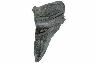 Partial, Fossil Megalodon Tooth - South Carolina #235943