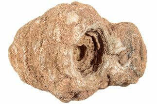 Flower-Like Sandstone Concretion - Pseudo Stromatolite #237882