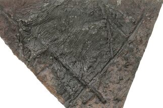 Silurian Fossil Crinoid (Scyphocrinites) Plate - Morocco #214245