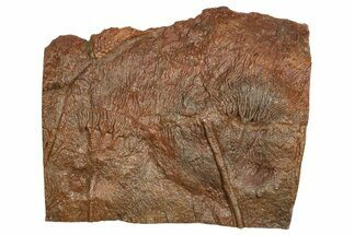 Silurian Fossil Crinoid (Scyphocrinites) Plate - Morocco #237565
