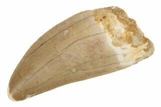 Serrated, Carcharodontosaurus Tooth - Real Dinosaur Tooth #238025