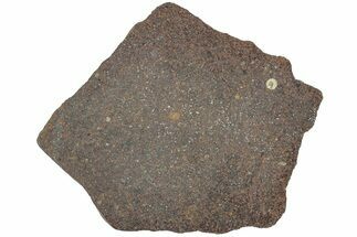 Polished Chondrite Meteorite Slice ( g) - Morocco #238057