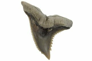 Snaggletooth Shark (Hemipristis) Tooth - Aurora, NC #237963