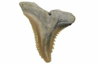 Snaggletooth Shark (Hemipristis) Tooth - Aurora, NC #237964