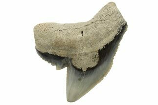 Fossil Tiger Shark (Galeocerdo) Tooth - Aurora, NC #237980