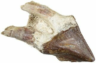 Fossil Primitive Whale (Pappocetus) Molar - Morocco #238046