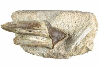 Fossil Primitive Whale (Pappocetus) Premolar in Rock - Morocco #238075