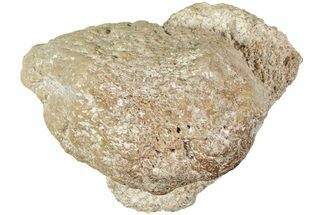 Fossil Primitive Whale (Pappocetus?) Patella - Morocco #238082