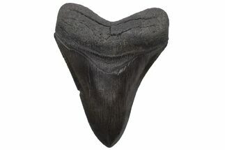 Serrated, Fossil Megalodon Tooth - South Carolina #236073